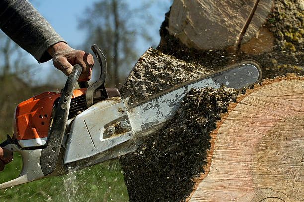 The Steps Involved in Our Tree Care Process in Bethel Manor, VA